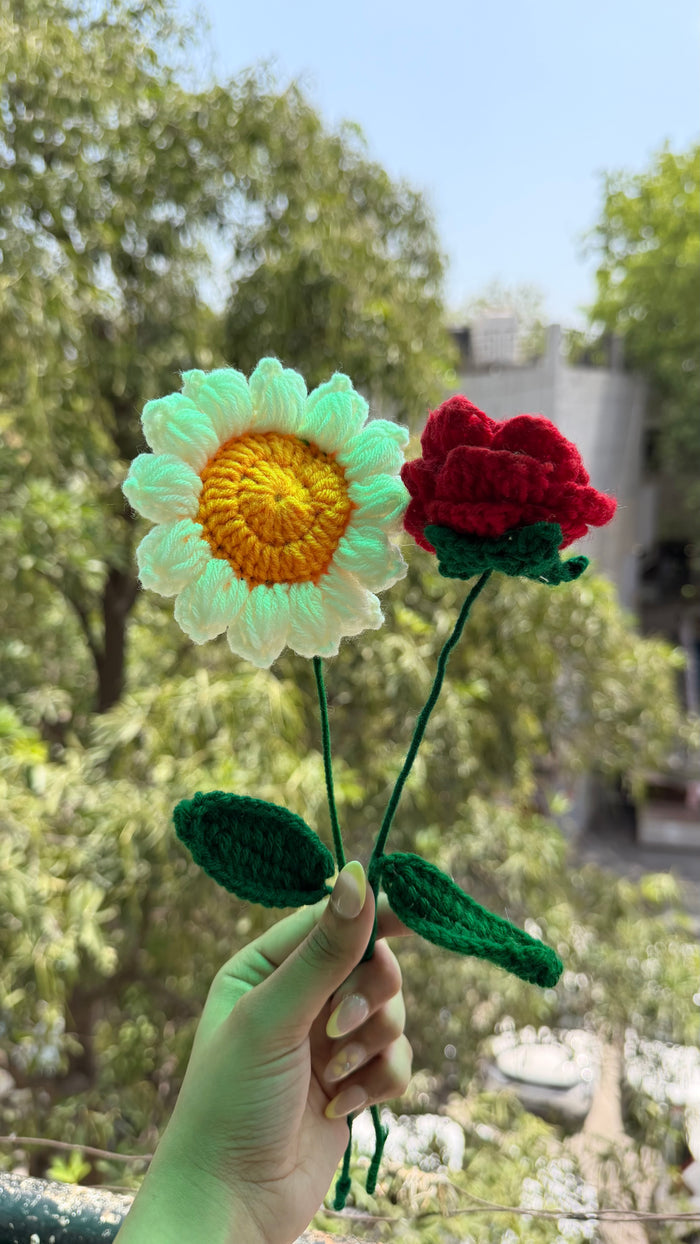 Beautiful rose