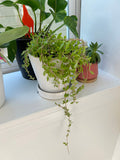 Cotyledon Pendens Plant