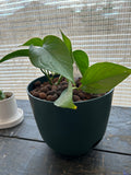 Golden Pathos Plant